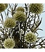 Naturally dried Echinops | Length 65 centimetres | Available per bunch