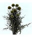 Naturally dried Echinops | Length 65 centimetres | Available per bunch