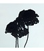 Black Achillea Filipendulina dried flowers | Length 65 centimetres | Available per bunch