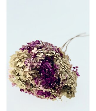 Casa Alegria Hortensia Cabeza préservée rose verte | Longueur 50 centimètres | À l'unité