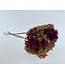 Pink green preserved Hydrangea Cabeza | Length 50 centimetres | Available to order individually