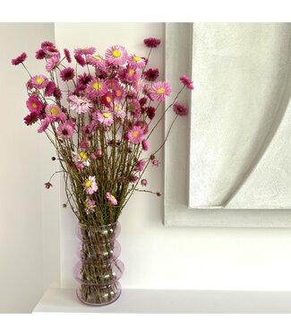 Dutch Dried Acroclinium rose fleurs séchées | ± 35 fleurs par bouquet | Longueur 45 centimètres | Par pièce