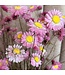 Pink Acroclinium dried flowers | ± 35 flowers per bunch | Length 45 centimetres | Order per bunch