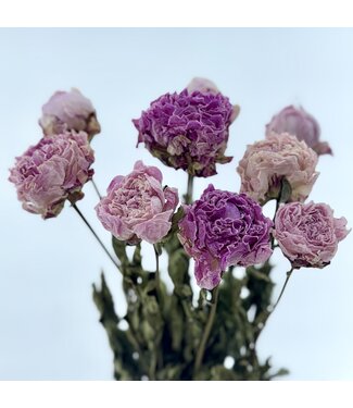 DriedRoses.com Natural pink mix Peonies | Length 65 centimetres | Per 10 peonies