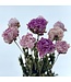 Natural pink mix Peonies | Length 65 centimetres | Available to order per 10 peonies