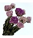 Natural pink mix Peonies | Length 65 centimetres | Available to order per 10 peonies