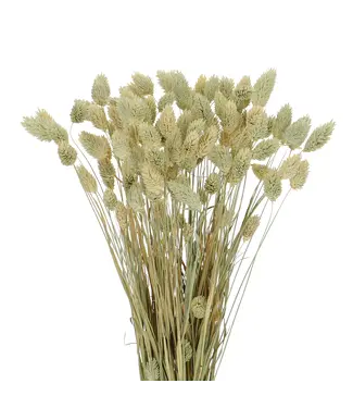 Dutch Dried Dried green natural Phalaris | natural Canary grass dried flowers | Length 70 centimetres | Per bunch