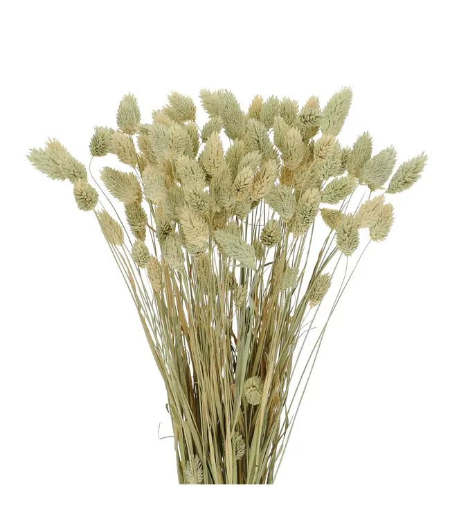 Dried green natural Phalaris | natural canary grass dried flowers | Length 70 centimetres | Order by bunch