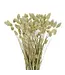 Dried green natural Phalaris | natural canary grass dried flowers | Length 70 centimetres | Order by bunch