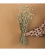 Dried green natural Phalaris | natural canary grass dried flowers | Length 70 centimetres | Order by bunch