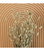 Dried green natural Phalaris | natural canary grass dried flowers | Length 70 centimetres | Order by bunch