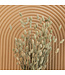 Dried green natural Phalaris | natural canary grass dried flowers | Length 70 centimetres | Order by bunch