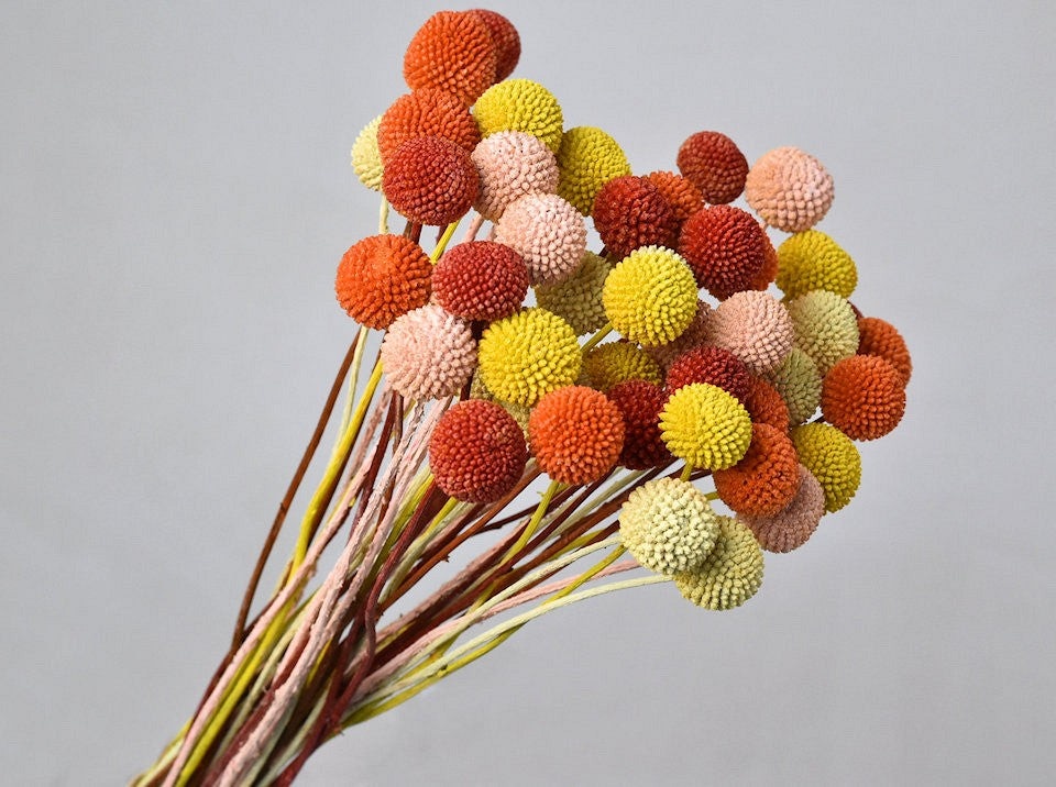 Grossiste Craspédia Séchée | Fleurs séchées ludiques pour créations florales et décoration originale