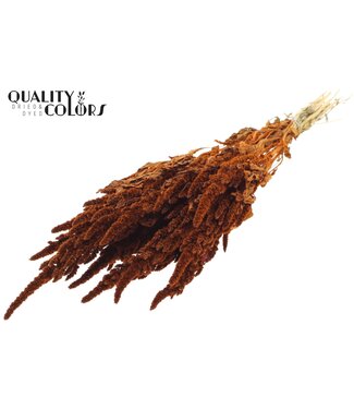 QC Amaranthus fleurs séchées | Terracotta | Longueur ± 55 centimètres | Par bouquet