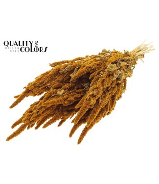 QC Amaranthus fleurs séchées | Couleur abricot | Longueur ± 55 centimètres | Par bouquet
