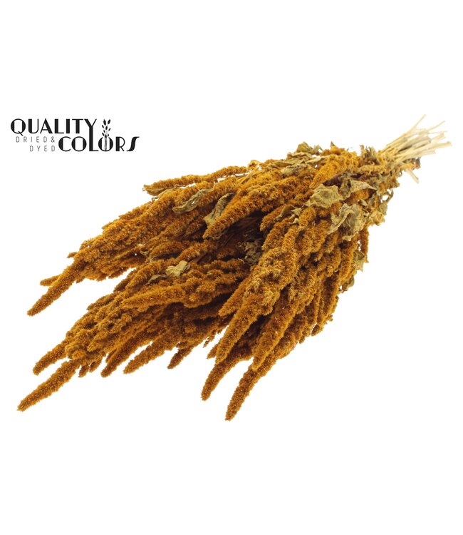 Amaranthus fleurs séchées | Couleur abricot | Longueur ± 55 centimètres | À commander par bouquet