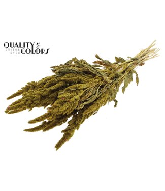 QC Amaranthus fleurs séchées | Jaune | Longueur ± 55 centimètres | Par bouquet