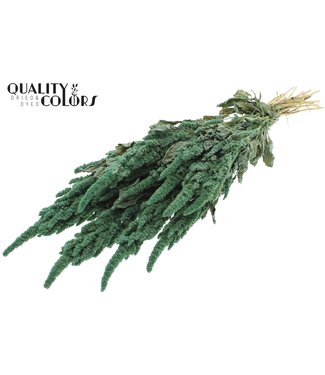 QC Amaranthus fleurs séchées | Menthe Givrée | Longueur ± 55 centimètres | Par bouquet