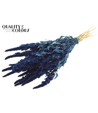 QC Amaranthus fleurs séchées | Bleu | Longueur ± 55 centimètres | Par bouquet