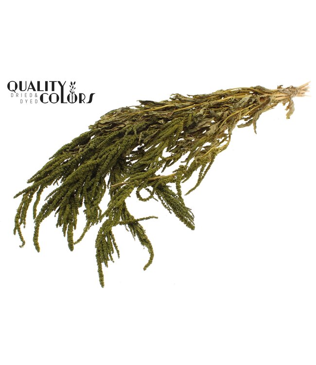 Amaranthus Caudatus fleurs séchées | Amarante pendante | Vert olive | Longueur ± 90 centimètres | À commander par bouquet