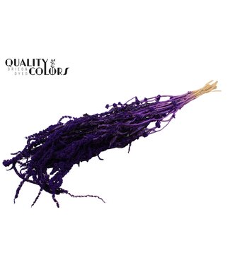QC Amaranthus Caudatus fleurs séchées | Violet | Longueur ± 90 centimètres | Par bouquet