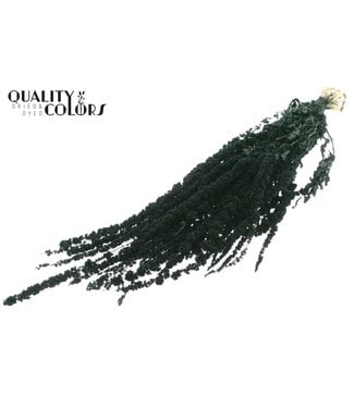 QC Amaranthus Caudatus fleurs séchées | Noir | Longueur ± 90 centimètres | Par bouquet