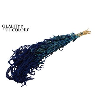 QC Amaranthus Caudatus fleurs séchées | Bleu foncé | Longueur ± 90 centimètres | Par bouquet