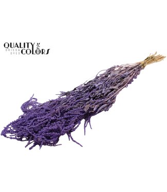 QC Amaranthus Caudatus fleurs séchées | Frosted Milka | Longueur ± 90 centimètres | Par bouquet