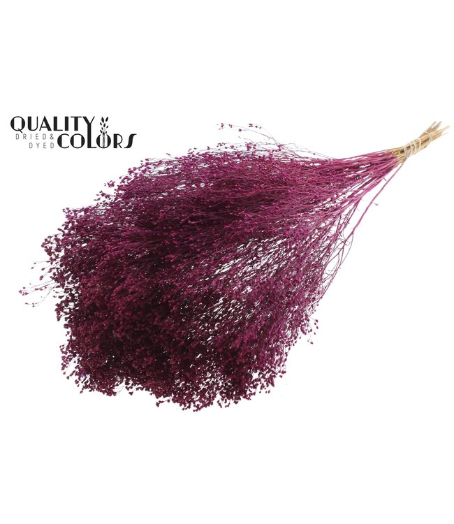 Broom Bloom dried flowers | Lilac | Length ± 55 centimetres | Available per bunch