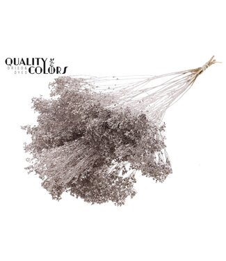 QC Broom Bloom dried flowers | Champagne colour | Length ± 55 centimetres | Per bunch