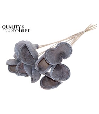 QC Badam Fleur d'amandier sur tige | Blanc Givré | Longueur ± 50 centimètres | 10 tiges par bouquet | Par bouquet