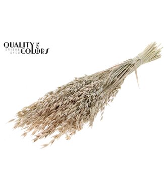 QC Avena Premium avoine séchée | Blanc givré | Longueur ± 65 centimètres | ± 190 grammes | Par bouquet