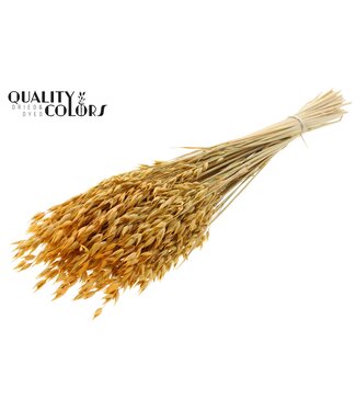 QC Avena Premium avoine séchée | Couleur abricot | Longueur ± 65 centimètres | ± 190 grammes | Par bouquet