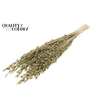 QC Avena Premium avoine séchée | Vert olive | Longueur ± 65 centimètres | ± 190 grammes | Par bouquet