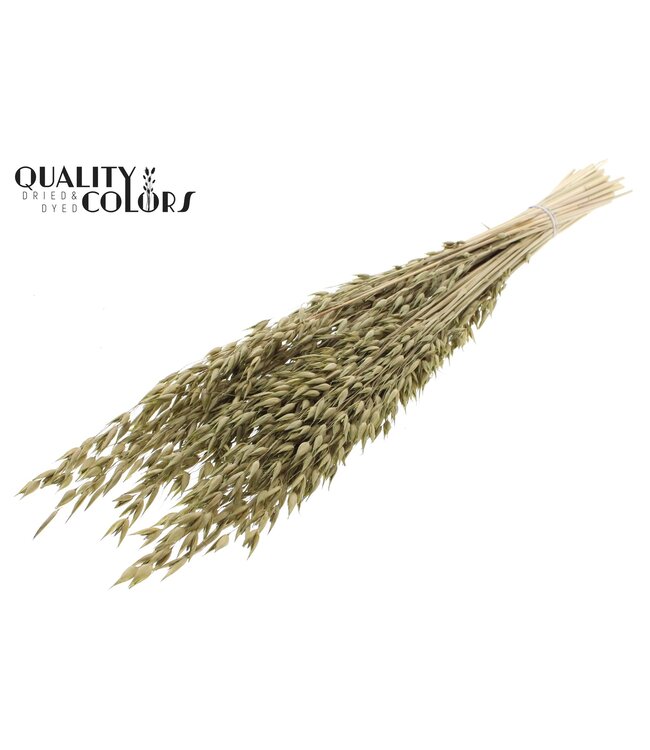 Avena Premium avoine séchée | Vert olive | Longueur ± 65 centimètres | ± 190 grammes | À commander par bouquet