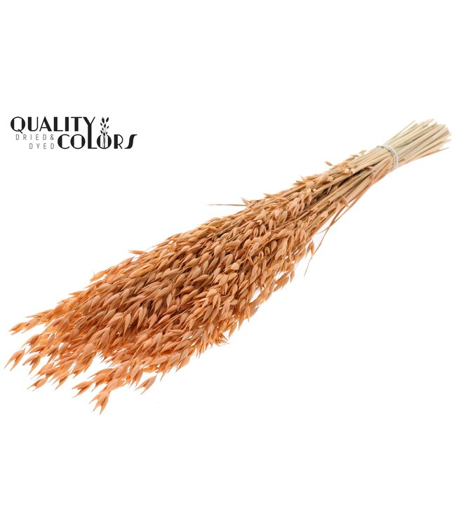 Avena Premium avoine séchée | Couleur saumon | Longueur ± 65 centimètres ± 190 grammes | À commander par bouquet
