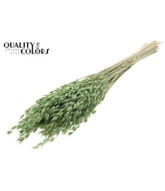 QC Avena Premium avoine séchée | Vert clair | Longueur ± 65 centimètres | ± 190 grammes | Par bouquet