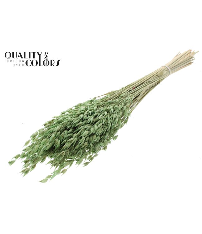 Avena Premium avoine séchée | Vert clair | Longueur ± 65 centimètres | ± 190 grammes | À commander par bouquet