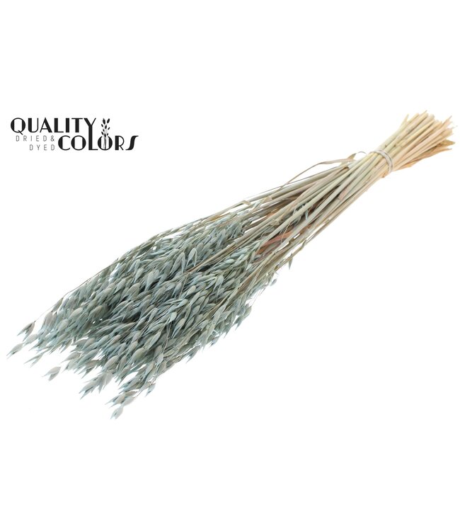Avena Premium avoine séchée | Givré Bleu Clair | Longueur ± 65 centimètres | ± 190 grammes | À commander par bouquet