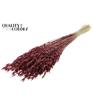 QC Avena Premium avoine séchée | Bourgogne | Longueur ± 65 centimètres | ± 190 grammes | Par bouquet