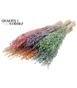 QC Avena Premium avoine séchée | Mélange de couleurs givrées | Longueur ± 65 centimètres | Par 6 bouquets