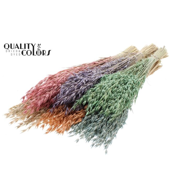 Avena Premium avoine séchée | Mélange de couleurs givrées | Longueur ± 65 centimètres | Commande par 6 bottes