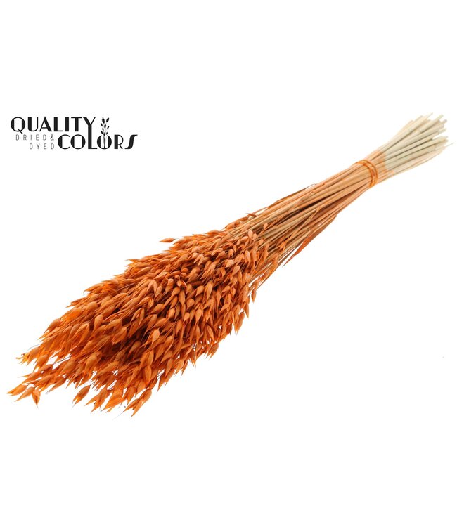Avena Premium avoine séchée | Orange | Longueur ± 65 centimètres | ± 190 grammes | À commander par bouquet