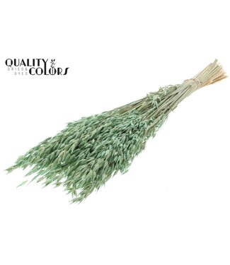 QC Avena Premium avoine séchée | Vert Menthe Givrée | Longueur ± 65 centimètres | ± 190 grammes | Par bouquet