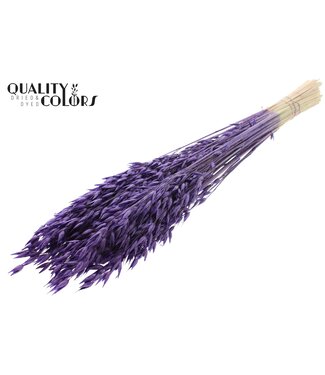 QC Avena Premium avoine séchée | Violet | Longueur ± 65 centimètres | ± 190 grammes | Par bouquet