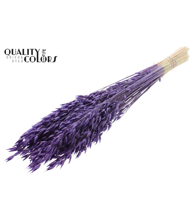 Avena Premium avoine séchée | Violet | Longueur ± 65 centimètres | ± 190 grammes | À commander par bouquet
