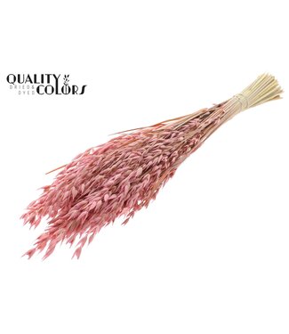 QC Avena Premium avoine séchée | Rose givré | Longueur ± 65 centimètres | ± 190 grammes | Par bouquet