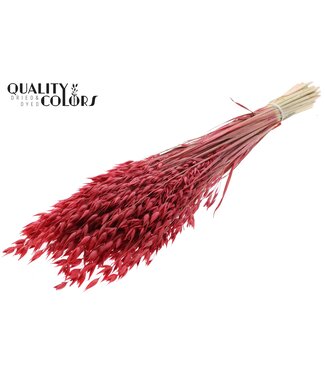 QC Avena Premium avoine séchée | Rouge | Longueur ± 65 centimètres | ± 190 grammes | Par bouquet