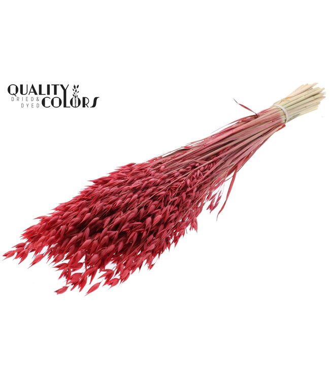 Avena Premium avoine séchée | Rouge | Longueur ± 65 centimètres | ± 190 grammes | À commander par bouquet