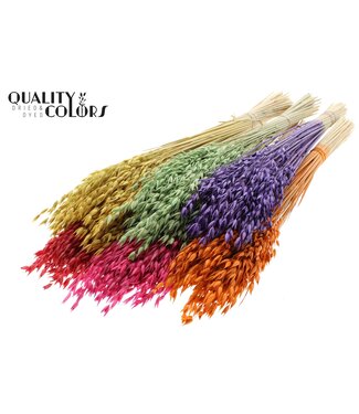 QC Avena Premium avoine séchée | Couleurs mélangées | Longueur ± 65 centimètres | Par 6 bouquets